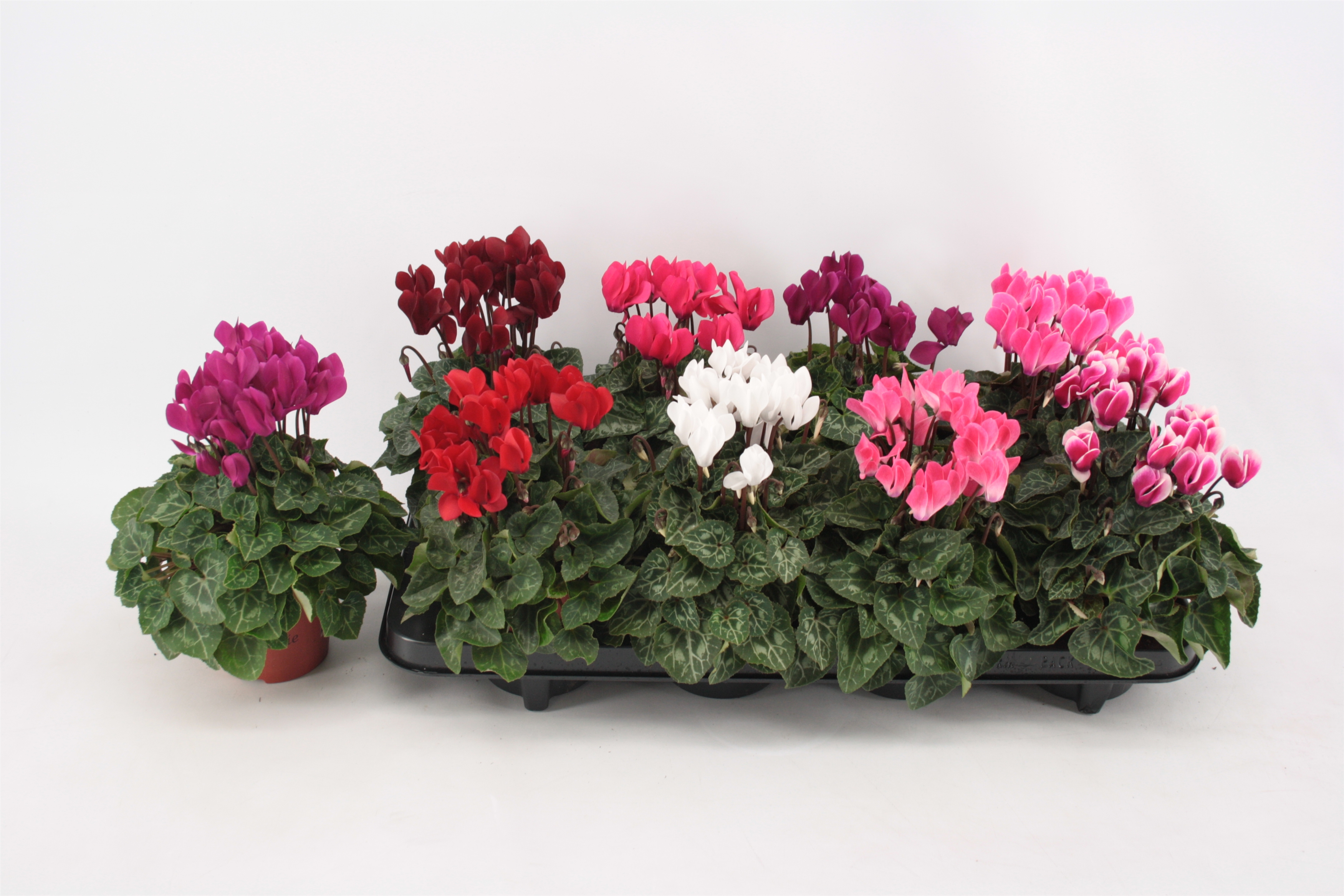 Cyclamen Super Serie